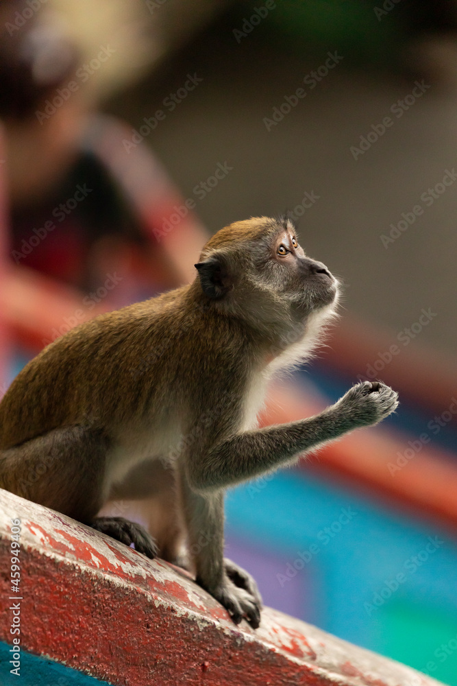 Fototapeta A Crab-eating macaque, looking for something to eat on the stairs up to the Batu