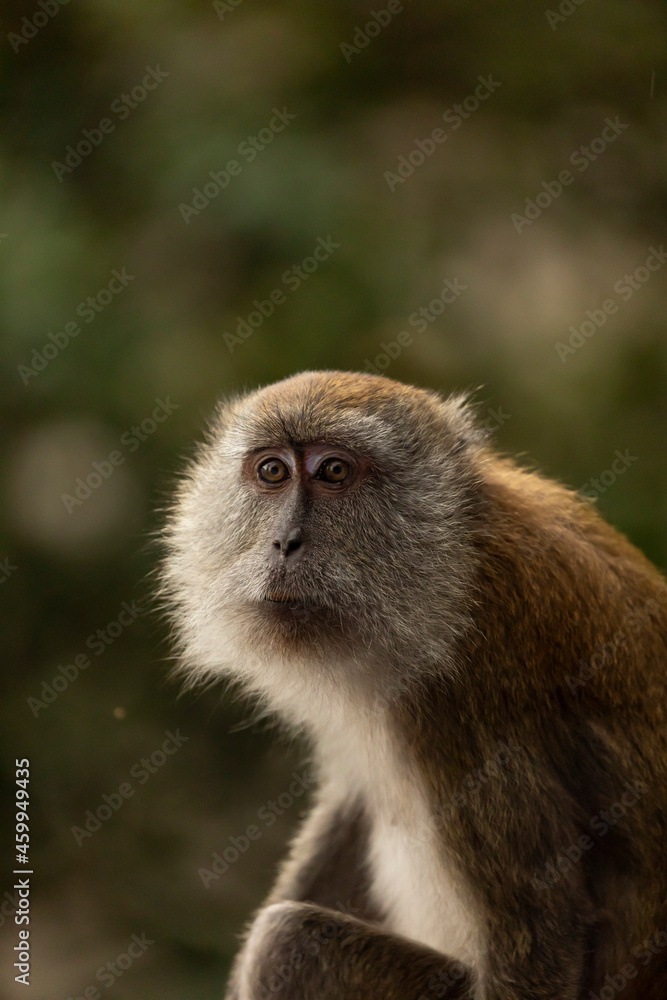 Obraz premium A Crab-eating macaque, looking for something to eat on the stairs up to the Batu Caves temples, in Gombak, north of Kuala Lumpur, Malaysia