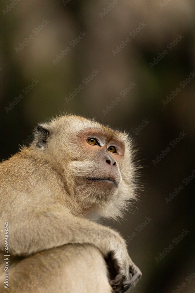 A Crab-eating macaque, looking for something to eat on the stairs up to the Batu Caves temples, in Gombak, north of Kuala Lumpur, Malaysia A Crab-eating macaque, looking for something to eat on the stairs up to the Batu Caves temples, in Gombak, north of Kuala Lumpur, Malaysia