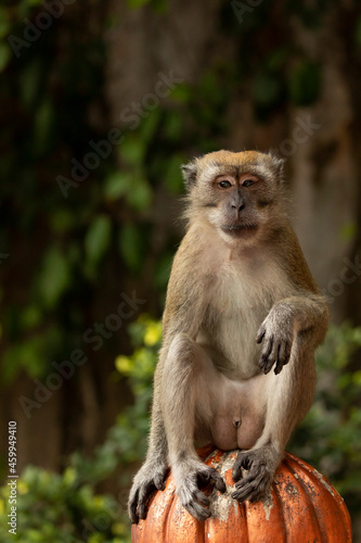 A Crab-eating macaque, looking for something to eat on the stairs up to the Batu Caves temples, in Gombak, north of Kuala Lumpur, Malaysia