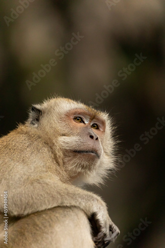 A Crab-eating macaque, looking for something to eat on the stairs up to the Batu Caves temples, in Gombak, north of Kuala Lumpur, Malaysia © Alvaro