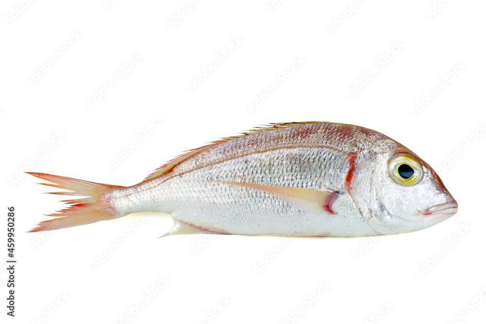 Common pandora fish pagellus erythrinus isolated on white Stock Photo |  Adobe Stock
