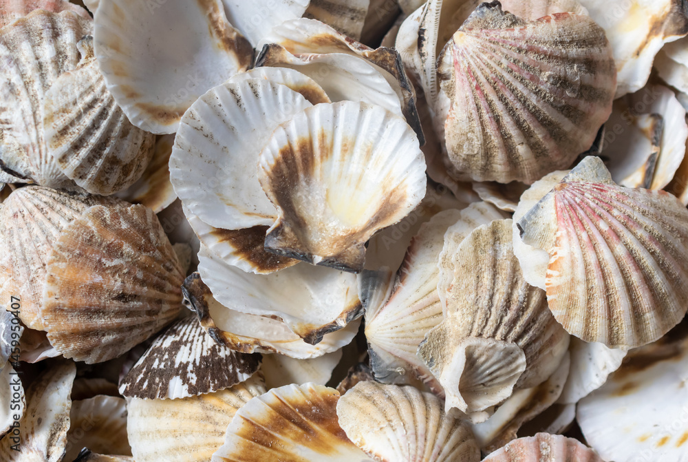 shells of sea snails. background or texture