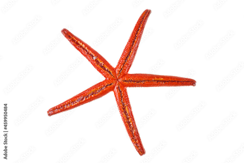 Red starfish isolated on white background Red starfish isolated on white background
