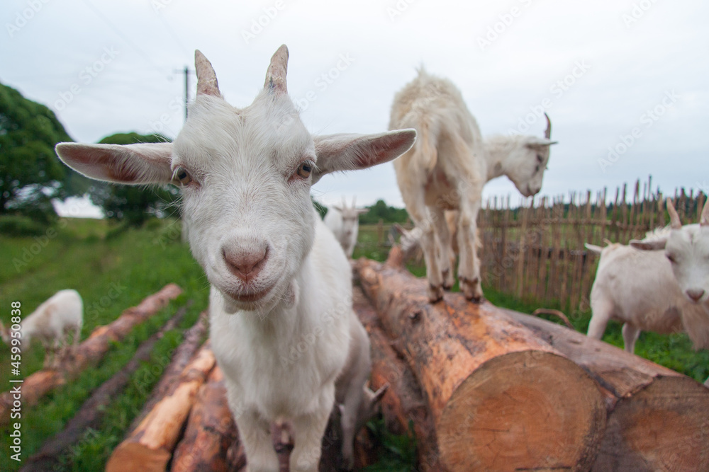 Goats on the farm