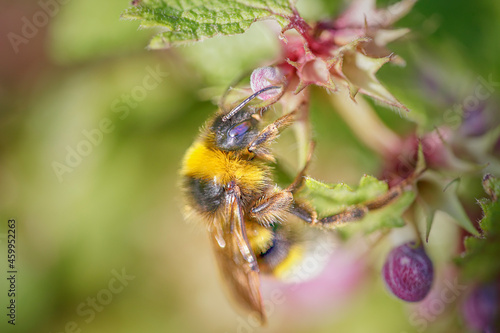 Bumblebee sucking pollen © Zacarias da Mata