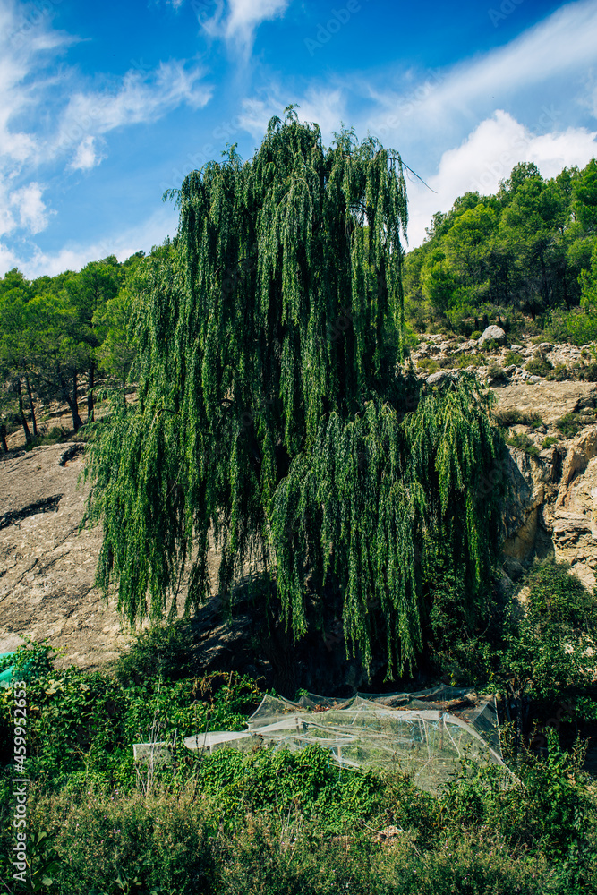Fototapeta premium Ruta de los zarzales, Nerpio