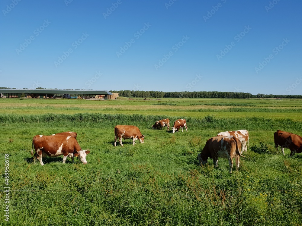 Cows grazing in a green meadow in the Netherlands