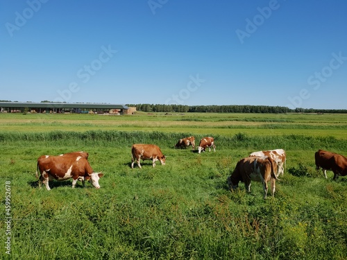 Cows grazing in a green meadow in the Netherlands © LE-gals Photography