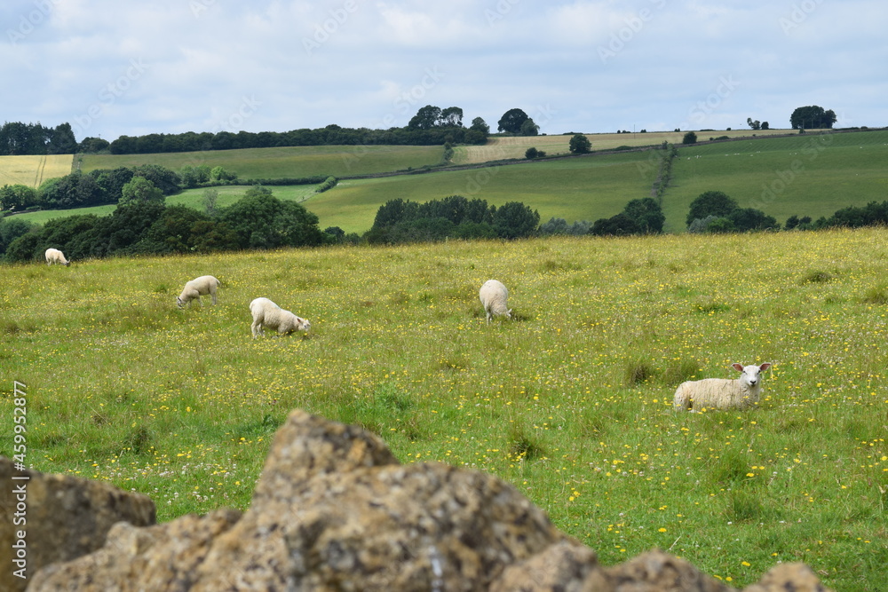 Flock of sheep in green rolling hillside with blue sky