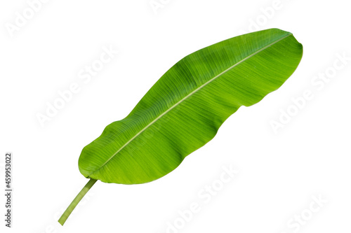 green Banana leaf Wet isolated on white background with clipping path