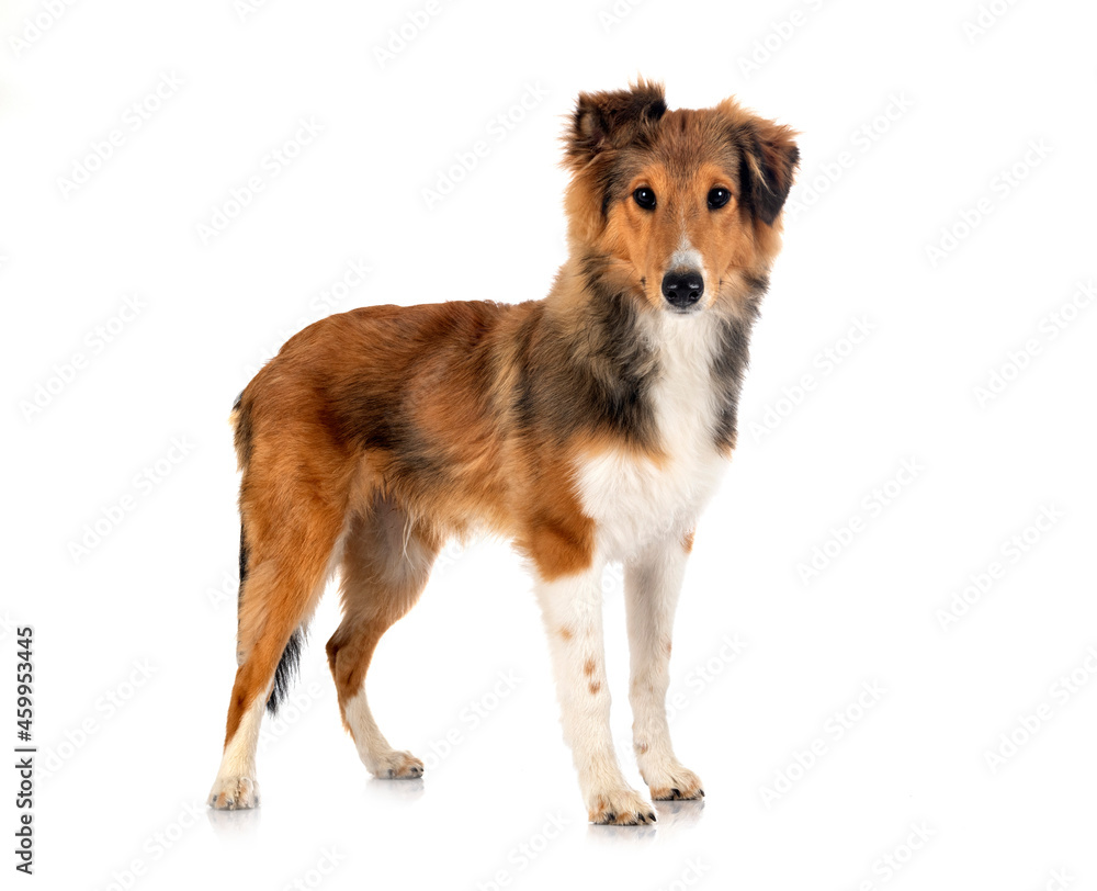 Fototapeta premium Shetland Sheepdog in studio