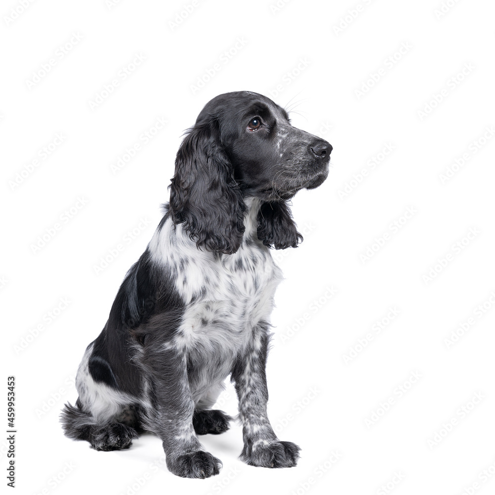 Full body portrait of a cute English cocker spaniel sitting looking at the camera isolated on a white background