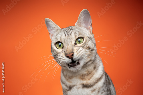 Fototapeta Naklejka Na Ścianę i Meble -  bengal cat looking shocked or surprised on orange background