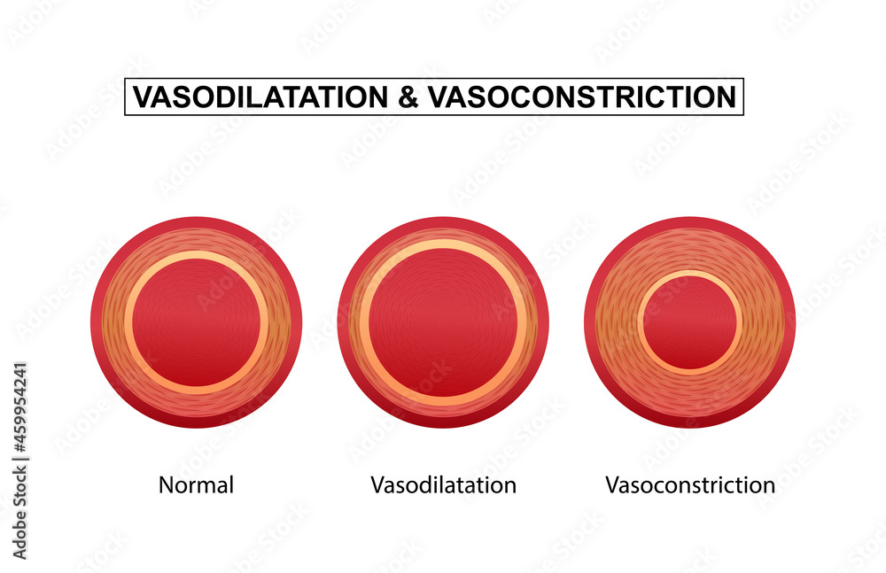 Vasodilation and vasoconstriction. comparison of Blood vessels. Stock