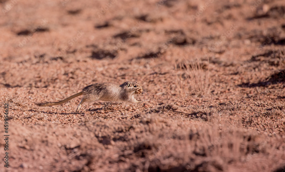Sandy Ground Squirrel Sits in the Desert on the Field and Looks Away, you can Use as a Background a field for Text Sandy Ground Squirrel Sits in the Desert on the Field and Looks Away, you can Use as a Background a field for Text