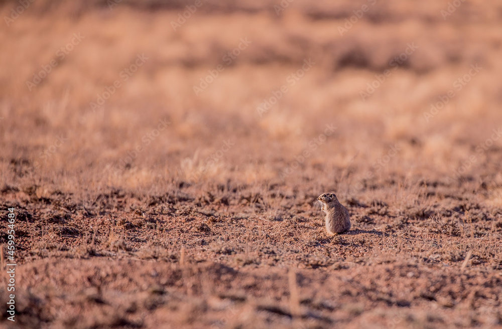 Sandy Ground Squirrel Sits in the Desert on the Field and Looks Away, you can Use as a Background a field for Text Sandy Ground Squirrel Sits in the Desert on the Field and Looks Away, you can Use as a Background a field for Text