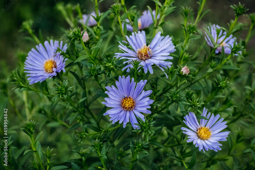 Lilac aster flowers in green foliage. Close-up. Lilac aster flowers in green foliage. Close-up.