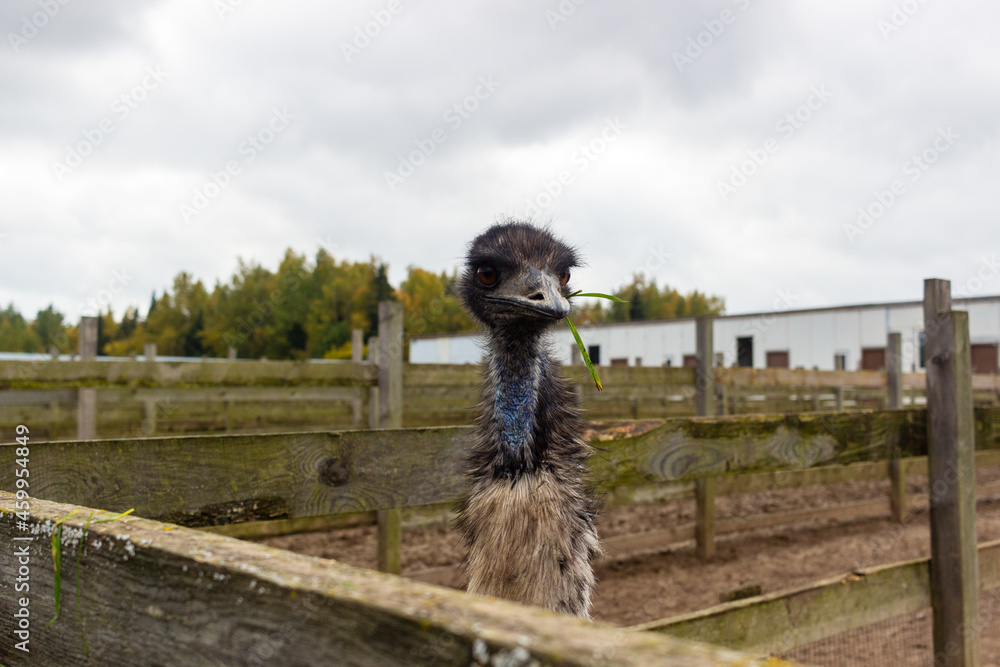 Obraz premium life of pets on the farm 