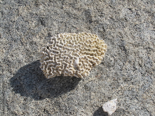 Coral white fossil over a gray rock. Natural sinuous patterns. Unfocused background. Stoney bay, Virgin Gorda, British Virgin Islands, Carribean