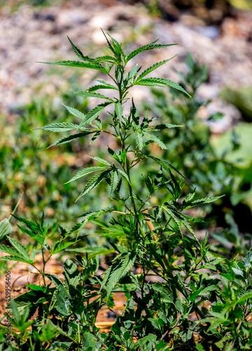 Cannabis plantation in the Chui valley. Bushes of cannabis by a stern plan. Leaves of narcotic plants for the manufacture of anasha. Hemp. marijuana