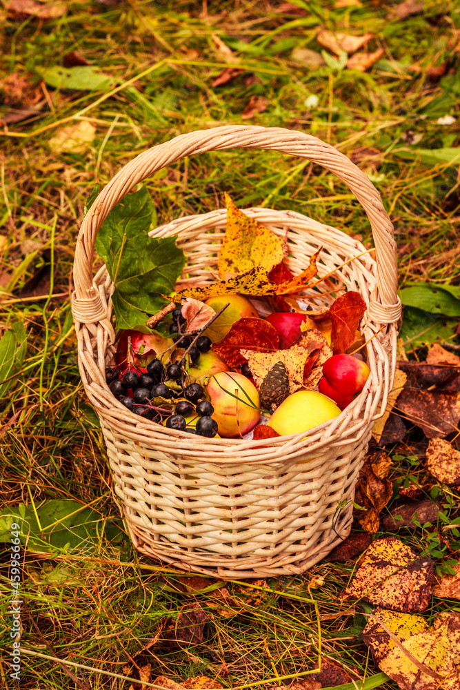 Autumn basket. Apples, leaves , cones chokeberry in a basket outdoor. Autumn composition Autumn basket. Apples, leaves , cones chokeberry in a basket outdoor. Autumn composition