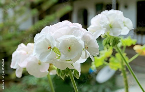 Bunches of Beautiful White Geranium  Pelargonium  in the Patio