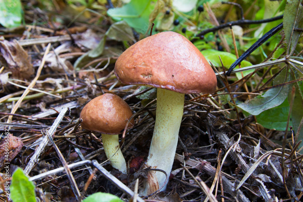 Suillus luteus fungus, commonly referred to as slippery jack or sticky bun in speaking countries Suillus luteus fungus, commonly referred to as slippery jack or sticky bun in speaking countries