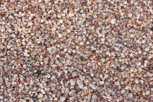 Summer background of wet shells on beach with various shells, including whole shells and broken shells at dawn in soft sunlight for travel advertisement or summer vacation to sea or to ocean 