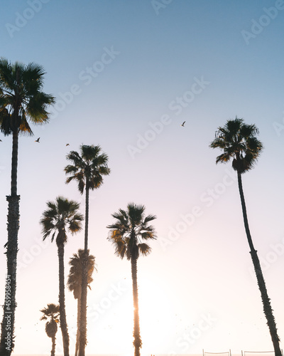 Palm trees, birds and sunset