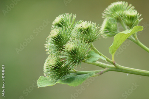 Wood burdock green seeds closeup view with blurry background