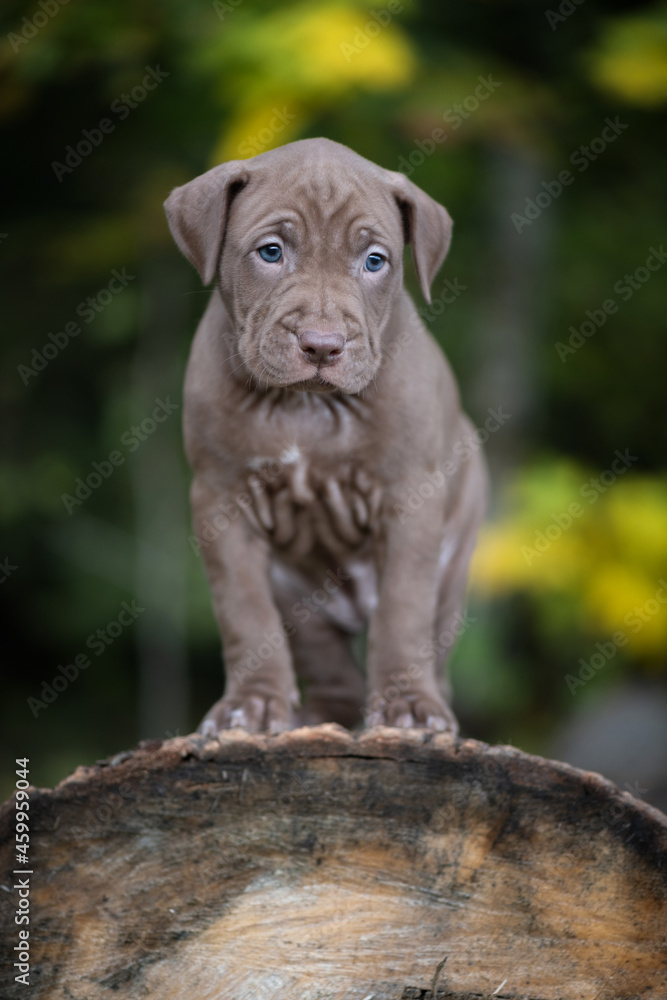 Beautiful little purebred Pit Bull Terrier puppy playing in the forest.