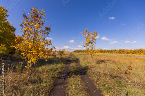 Autumn dirt road leading to the horizon with two small trees on the side of the road.