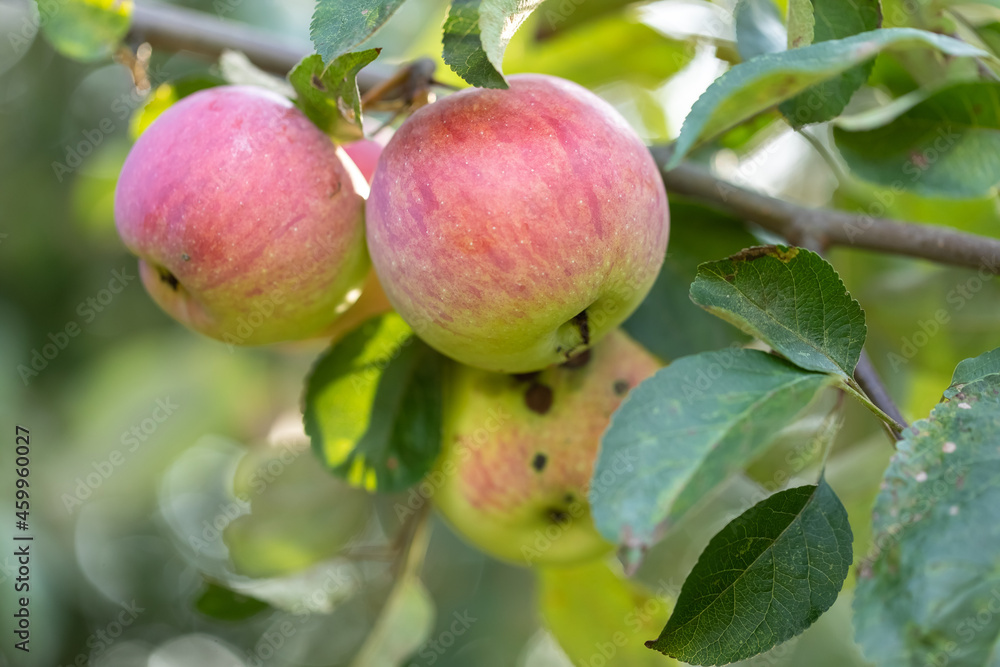 Ripe red juicy apples on an apple tree. A place for text Ripe red juicy apples on an apple tree. A place for text