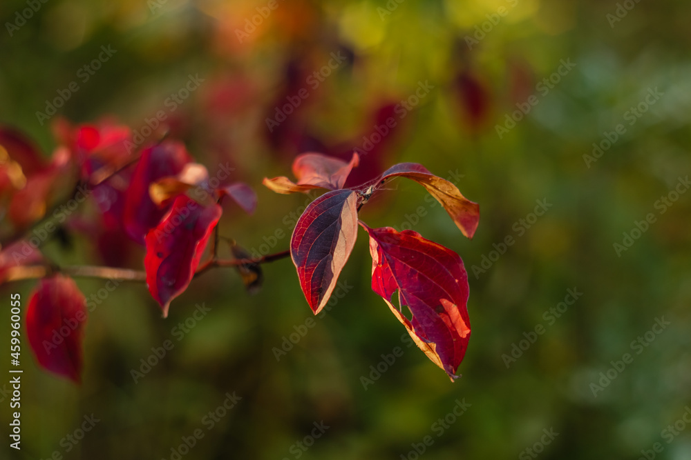 Bright red leaves on a tree branch on a blurred background. Autumn leaves in the autumn forest in sunny weather.