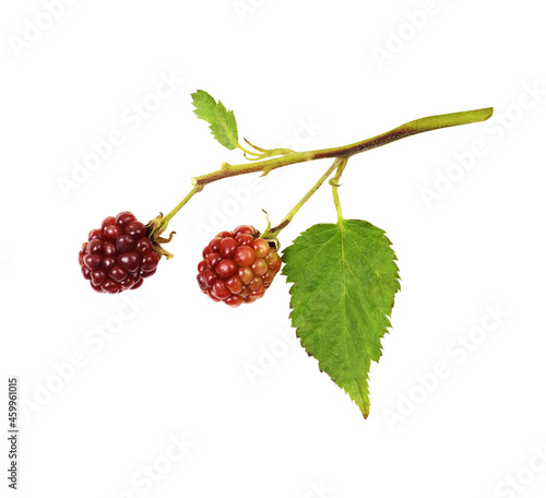 Red berries of rubus (wild raspberry) with green leaves isolated