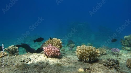 Wallpaper Mural Diving. Tropical fish and coral reef. Underwater life in the ocean. Torontodigital.ca
