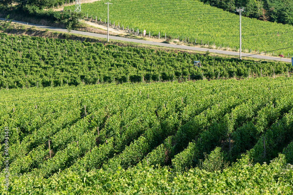 vineyard on September, Italy, Piemonte, Gavi, best white wine vineyard on September, Italy, Piemonte, Gavi, best white wine