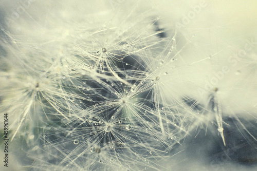 dandelion seeds with drops of water on a blue background close-up