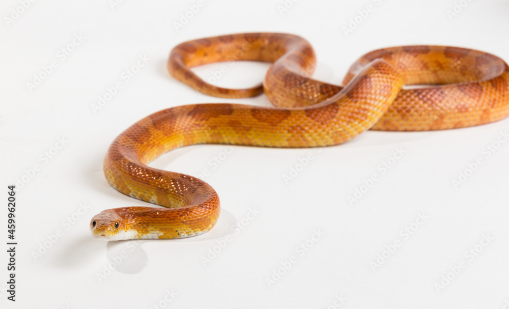 Obraz premium Snake, yellow snake on a white background.