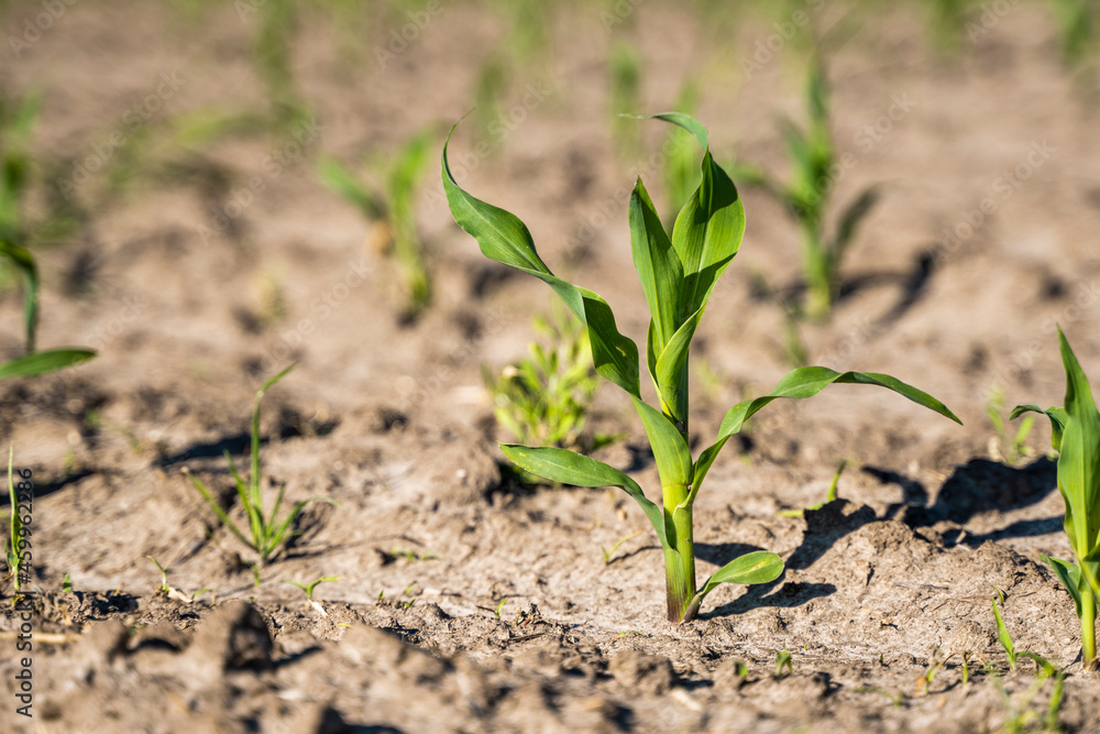 Maize seedling in the agricultural garden with blue sky. Maize seedling in the agricultural garden with blue sky.