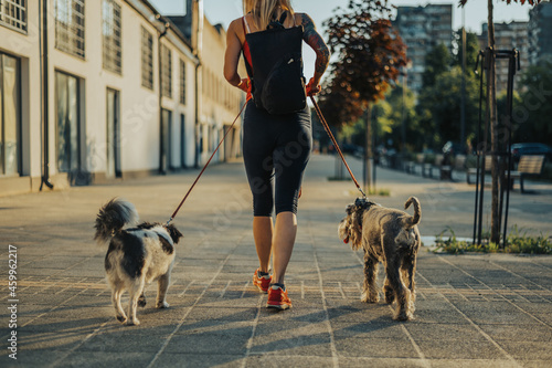 Canvas Print Unrecognizable aged woman walking her dogs on a leash