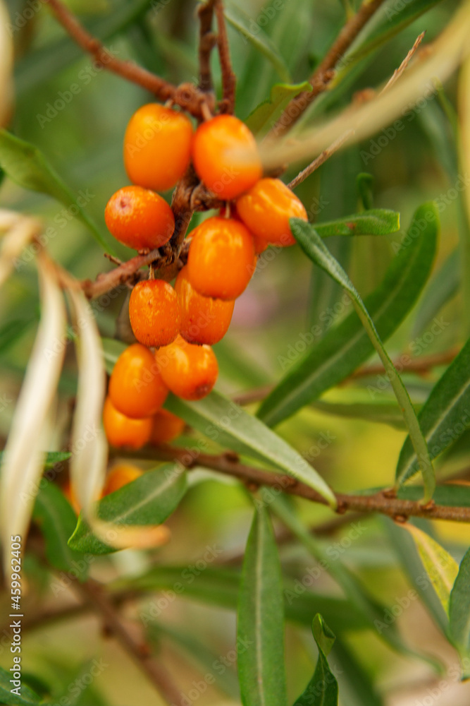 natural background of the branches and berries of the garden plant sea buckthorn
