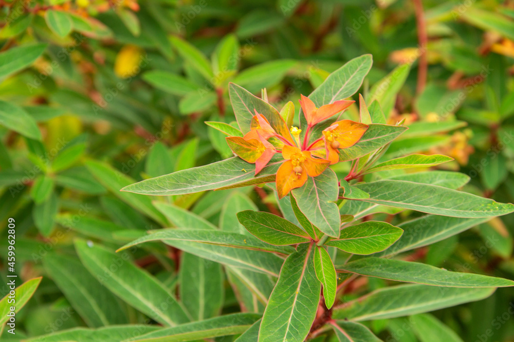 natural background of the branches and berries of the garden plant sea buckthorn natural background of the branches and berries of the garden plant sea buckthorn
