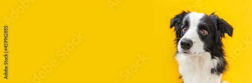 Funny studio portrait of cute smiling puppy dog border collie isolated on yellow background. New lovely member of family little dog gazing and waiting for reward. Pet care and animals concept Banner