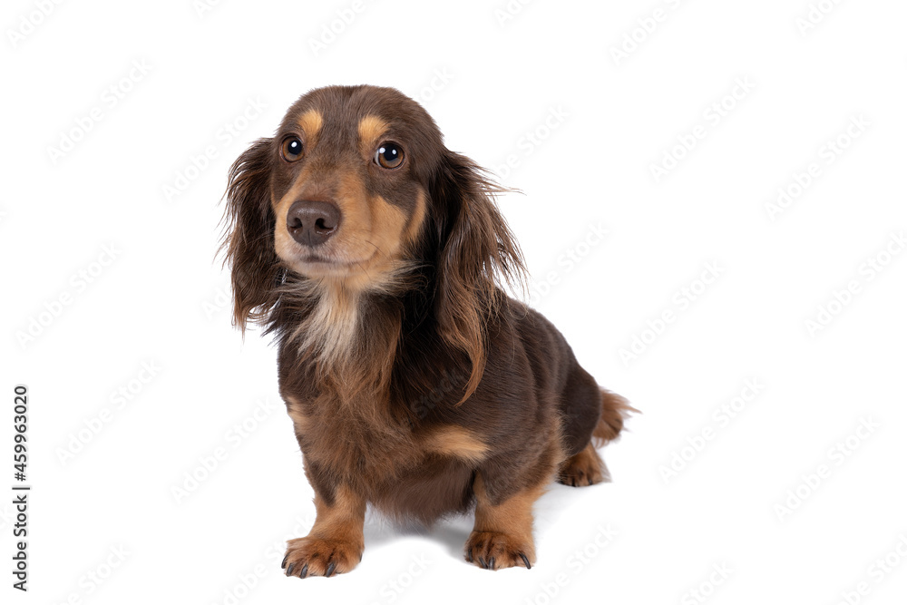 a bi-colored wire-haired Dachshund dog  isolated on a white background