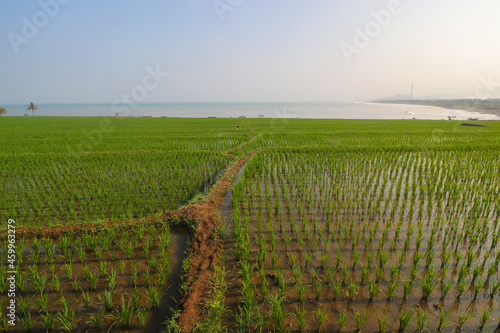 Rice fields with clear blue sky in the morning near the Loji beach Sukabumi, Indonesia. photo