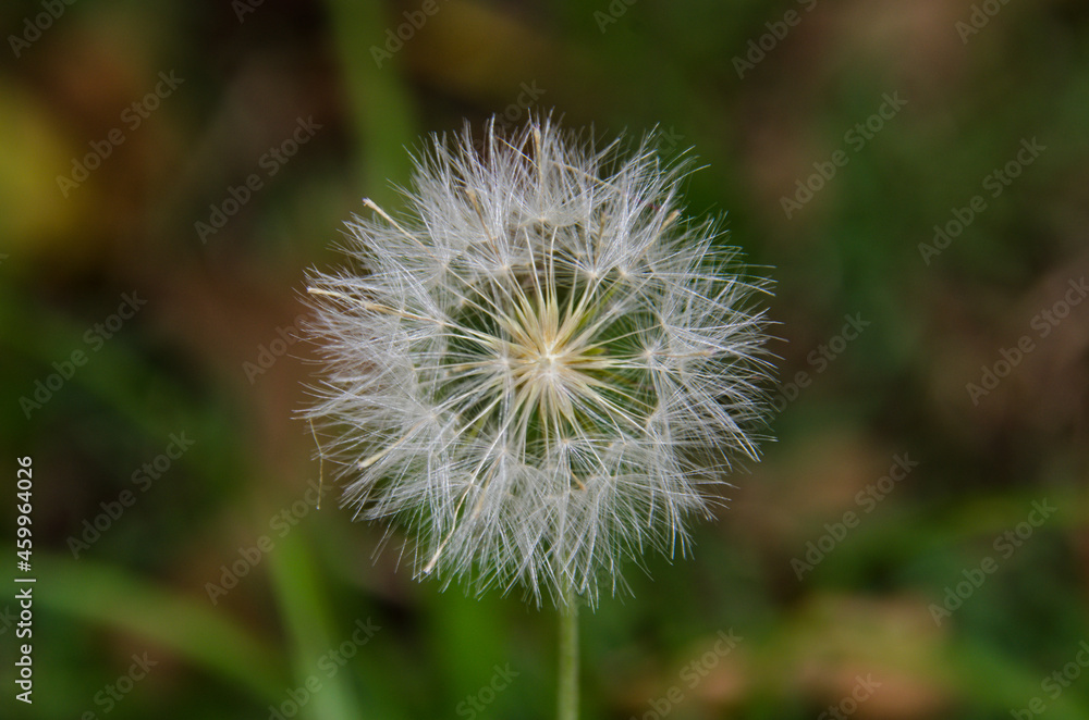 dandelion