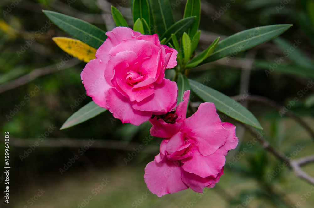 pink oleander flower pink oleander flower
