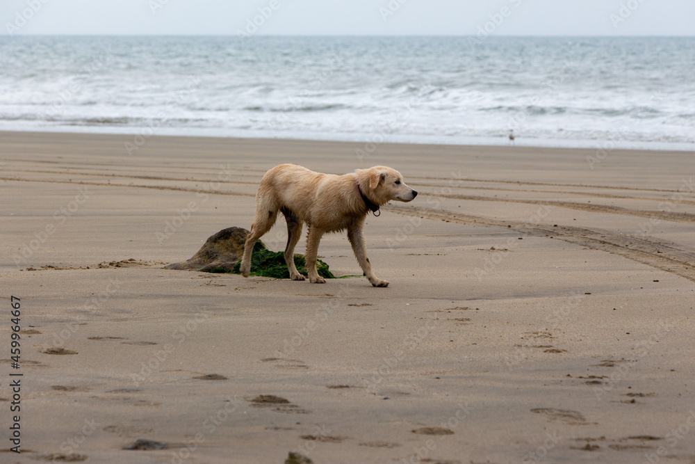 Young Puppy at the beach near Le Havre, France, Europe Young Puppy at the beach near Le Havre, France, Europe